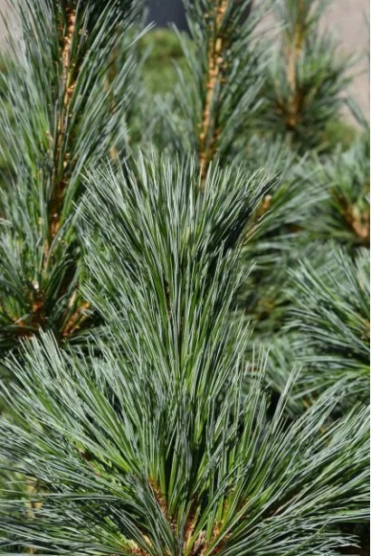 Pinus flexilis ’Vanderwolf’s Pyramid’